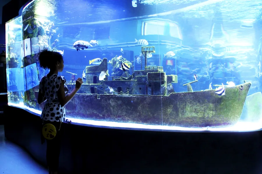 Girl watching the aquarium closely