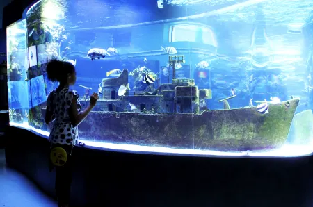 Aquarium Mohawk